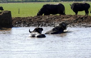 'Waterbuffels kunnen niet wachten om de poel weer in te gaan'