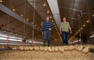 Kuikens in nieuwe stal met beter klimaat en automatische lampen