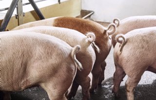 Ilonka van der Wagt bekroond voor inzet in krulstaartproject varkenshouderij