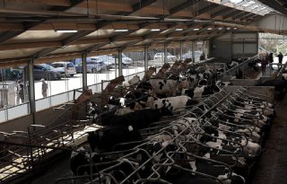 Melkveehouder na verbouwing stal klaar tot aan pensioen