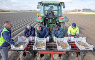 Miniknollen gaan als laatste de grond in bij Bakker Bierum