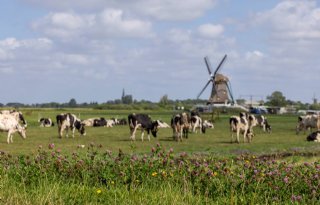 Boze boeren zien stikstofplan provincie Zuid-Holland als sanering