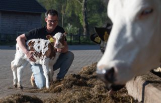 'We kijken of koe via speciale stalinrichting naar het kalf toe kan gaan'
