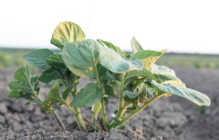 Smalle genetische basis biedt kans voor aardappelveredeling
