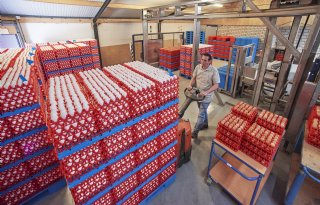 Afvoer eieren en vleeskuikens nabij Terschuur weer mogelijk