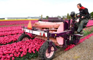 Uitdagend voorjaar voor het koppen van tulpen