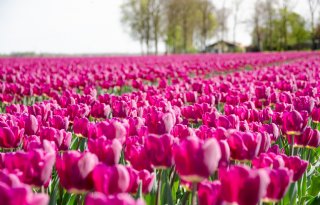 Poging van BBB om tulpentaks tegen te houden strandt bij stemming