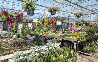 Betere prijzen compenseren deels kleinere aanvoer FloraHolland