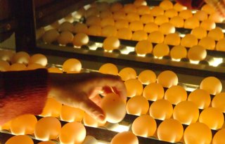 Geen hertest bij pluimveebedrijf na vondst salmonella