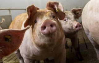Nederlandse vleesvarkensprijzen stabiliseren na weken van stijging