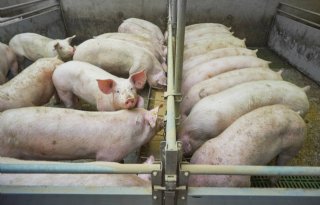 Kamplan neemt brijvoertak Versleijen Agri over