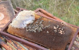 Opnieuw veel wintersterfte onder bijenvolken