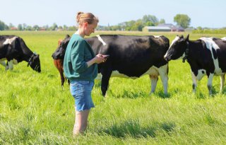 Koeien wennen snel aan weiden zonder afrastering