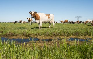 Melkprijzen Eko-Holland stabiliseren in december