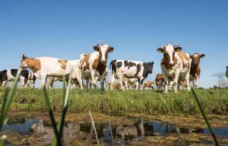 Hoorns behouden of hoornloos fokken?