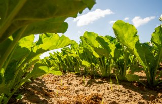 Cosun rekent op 10 procent minder bieten, telers beslissen anders