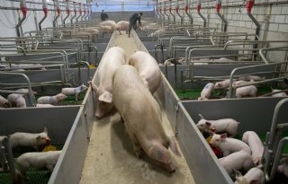 'Opfokzeugen grootbrengen is vak apart'