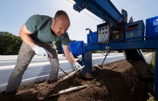 Sallandse oogst van het witte goud in volle gang