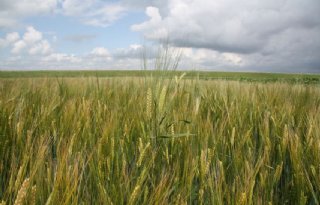 WUR-onderzoekers testen zomergerst als winterteelt
