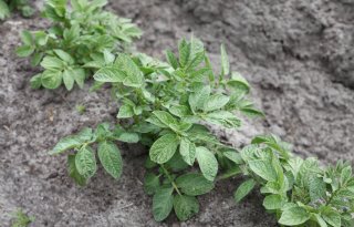 Veldproef met genetisch gemodificeerde zetmeelaardappelen slaagt in Scandinavië