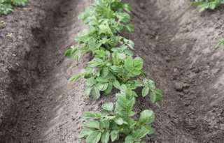 Druk van aardappelmoeheid ligt op een stabiel niveau