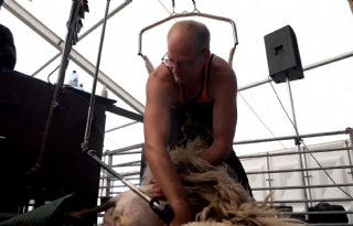 24 uur lang schapen scheren voor het goede doel
