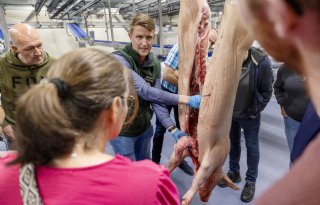 Varkenshouders onder de indruk van de sporen van pleuritis