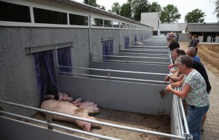 Omschakelende varkenshouder: 'Kleinschalig past beter bij hoe wij zijn'