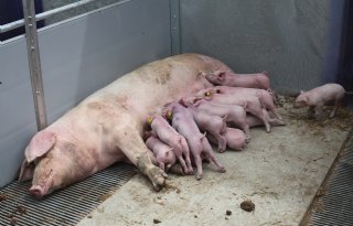 Varkenshouders gezocht voor enquête over nooddoden van dieren