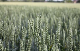 Extra zwavel verhoogt stikstofbenutting in graan en gras