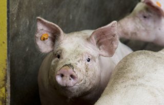 Illegale slacht van varken ontdekt