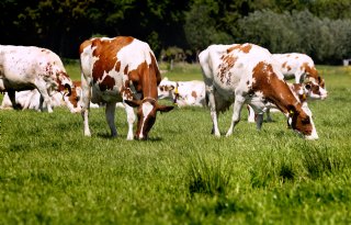 Wetsvoorstel NSC voor grondgebonden melkveehouderij