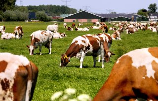 Weiden in combinatie met melkrobots, hoe kan het wel?