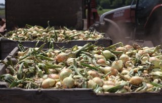 Uienexport start met verkoop naar zo'n vijftig landen