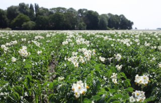 'Neem dit najaar maatregelen tegen aardappelopslag'