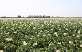 Ctgb laat nieuw fungicide toe voor aardappelen en uien