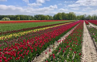 Bollentelers mogen dit seizoen Movento inzetten tegen tulpengalmijt