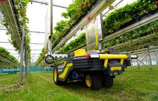 Robots zetten UV-C-licht in tegen schimmelziekte