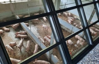 NVWA en LVVN presenteren woensdag nieuwe brochure hokverrijking varkenshouderij