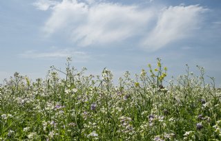 Extra bloemrijke hectares met korting in Noord-Holland en Groningen