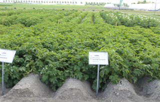 Test met geconcentreerd biofungicide voor bodemtoepassing