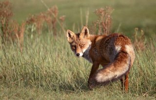 Minister Wiersma wil bij natuurbeheer aandacht voor predatie