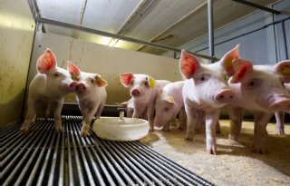 Meer biggen van gelten dan van zeugen is 'opvallende kanteling'