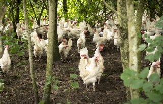 Biologische hennen in Gelderse Vallei mogen weer naar buiten