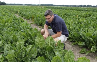 Bayer verwacht volgend jaar nieuwe zaadcoating voor suikerbieten