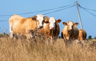 Frankrijk heft tweede beperkingszone voor lumpy skin disease op