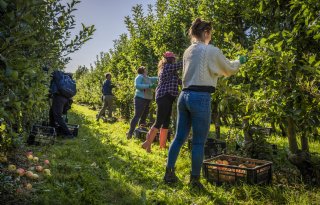 De Laatste Pluk heeft recordopbrengst