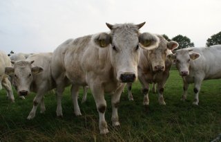 Insecten en transport risicofactoren voor verspreiding lumpy skin disease