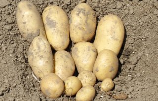 Belgapom noteert 5 euro voor vroege aardappelen