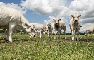 LTO Nederland: importeer geen runderen uit Frankrijk